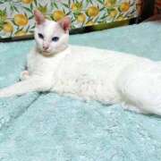 ヒメ日記 2026/03/21 17:30 投稿 辻レイナ クラブ華