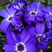 ヒメ日記 2026/03/21 18:00 投稿 辻レイナ クラブ華