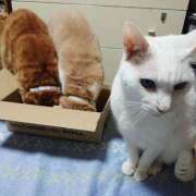 ヒメ日記 2026/03/22 17:30 投稿 辻レイナ クラブ華