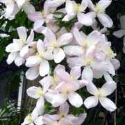 ヒメ日記 2026/03/23 18:00 投稿 辻レイナ クラブ華