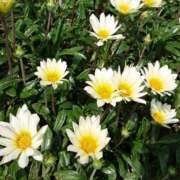 ヒメ日記 2026/03/24 18:00 投稿 辻レイナ クラブ華