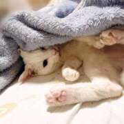 ヒメ日記 2026/03/26 17:30 投稿 辻レイナ クラブ華