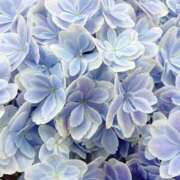 ヒメ日記 2026/03/26 18:01 投稿 辻レイナ クラブ華