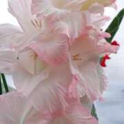 ヒメ日記 2026/03/28 18:01 投稿 辻レイナ クラブ華