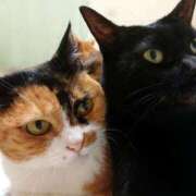 ヒメ日記 2026/03/29 17:30 投稿 辻レイナ クラブ華