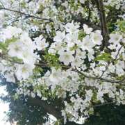 ヒメ日記 2026/03/30 14:01 投稿 辻レイナ クラブ華