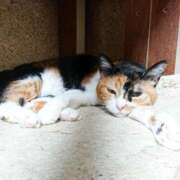 ヒメ日記 2026/03/31 17:30 投稿 辻レイナ クラブ華