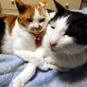 ヒメ日記 2026/04/01 17:30 投稿 辻レイナ クラブ華