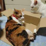 ヒメ日記 2026/04/02 17:30 投稿 辻レイナ クラブ華