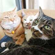 ヒメ日記 2026/04/03 17:30 投稿 辻レイナ クラブ華