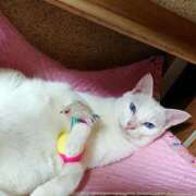 ヒメ日記 2026/04/04 17:30 投稿 辻レイナ クラブ華