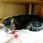 ヒメ日記 2026/04/05 17:30 投稿 辻レイナ クラブ華