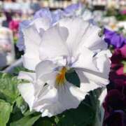 ヒメ日記 2026/04/05 18:01 投稿 辻レイナ クラブ華