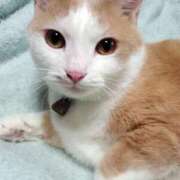 ヒメ日記 2026/04/06 17:30 投稿 辻レイナ クラブ華