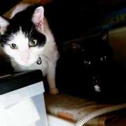 ヒメ日記 2026/04/07 17:30 投稿 辻レイナ クラブ華