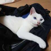 ヒメ日記 2026/04/08 17:30 投稿 辻レイナ クラブ華