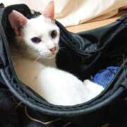 ヒメ日記 2026/04/09 17:30 投稿 辻レイナ クラブ華