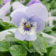 ヒメ日記 2026/04/10 18:01 投稿 辻レイナ クラブ華