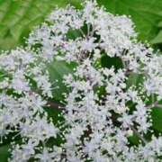 ヒメ日記 2026/04/11 18:00 投稿 辻レイナ クラブ華