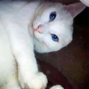 ヒメ日記 2026/04/12 17:30 投稿 辻レイナ クラブ華