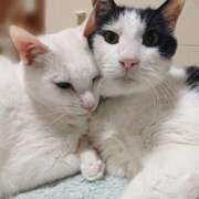 ヒメ日記 2026/04/17 17:30 投稿 辻レイナ クラブ華