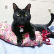 ヒメ日記 2026/04/18 17:30 投稿 辻レイナ クラブ華