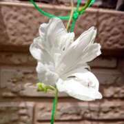 ヒメ日記 2026/04/21 18:00 投稿 辻レイナ クラブ華