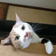 ヒメ日記 2026/04/22 17:30 投稿 辻レイナ クラブ華