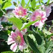 ヒメ日記 2026/04/22 18:01 投稿 辻レイナ クラブ華