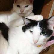 ヒメ日記 2026/04/24 17:30 投稿 辻レイナ クラブ華