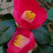 ヒメ日記 2026/04/24 18:01 投稿 辻レイナ クラブ華