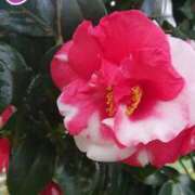 ヒメ日記 2026/08/20 18:01 投稿 辻レイナ クラブ華