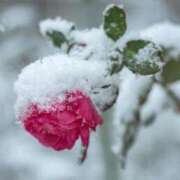 ヒメ日記 2025/02/04 15:14 投稿 橘 ルーブル