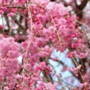 ヒメ日記 2025/03/30 11:48 投稿 美鈴 Pink Rose（ピンクローズ）