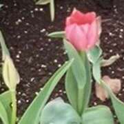 ヒメ日記 2025/04/08 12:19 投稿 美鈴 Pink Rose（ピンクローズ）