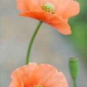 ヒメ日記 2025/04/24 12:38 投稿 美鈴 Pink Rose（ピンクローズ）