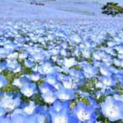 ヒメ日記 2025/04/29 11:48 投稿 美鈴 Pink Rose（ピンクローズ）