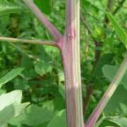 ヒメ日記 2025/05/08 12:12 投稿 美鈴 Pink Rose（ピンクローズ）