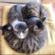 ヒメ日記 2025/10/11 13:28 投稿 美鈴 Pink Rose（ピンクローズ）