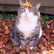 ヒメ日記 2025/11/03 12:37 投稿 美鈴 Pink Rose（ピンクローズ）