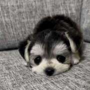 ヒメ日記 2025/08/27 23:16 投稿 うの ギン妻パラダイス 堺東店