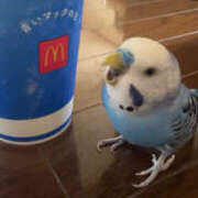 ヒメ日記 2025/10/16 05:54 投稿 まり 神戸3040（神戸サーティフォーティ）