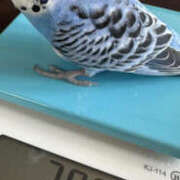 ヒメ日記 2025/11/18 05:54 投稿 まり 神戸3040（神戸サーティフォーティ）