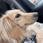 ヒメ日記 2026/04/15 05:34 投稿 まり 神戸3040（神戸サーティフォーティ）