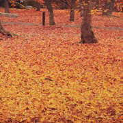 ヒメ日記 2025/11/04 21:18 投稿 近藤　さら(こんどう　さら) 夢(姫路)