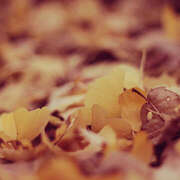 ヒメ日記 2025/11/11 16:02 投稿 近藤　さら(こんどう　さら) 夢(姫路)