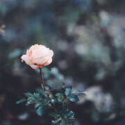 ヒメ日記 2025/11/26 18:10 投稿 近藤　さら(こんどう　さら) 夢(姫路)