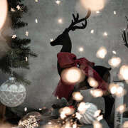 ヒメ日記 2025/12/25 21:02 投稿 近藤　さら(こんどう　さら) 夢(姫路)