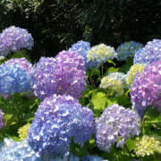 滝沢　楓(たきざわ　かえで) 紫陽花満開 夢(姫路)