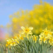 ヒメ日記 2025/02/28 07:08 投稿 滝沢　楓(たきざわ　かえで) 夢(姫路)